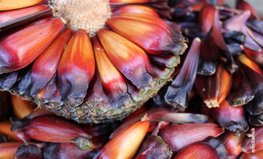 Colheita do pinhão será permitida somente a partir de 1º de abril Colheita do pinhão será permitida somente a partir de 1º de abril.Foto: Mauro Scharnik / IAP