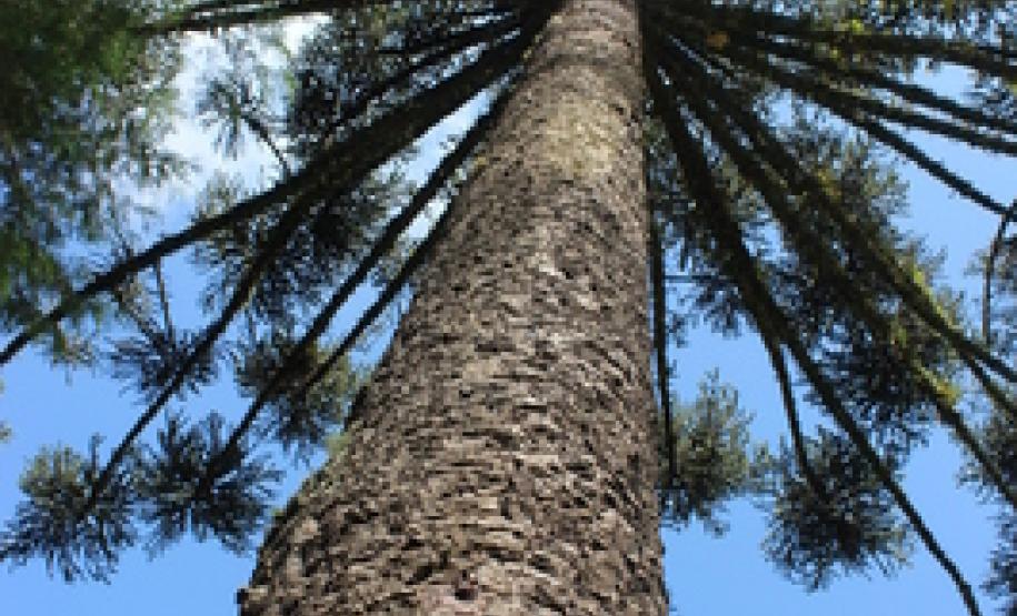 Colheita do pinhão será permitida somente a partir de 1º de abril Colheita do pinhão será permitida somente a partir de 1º de abril.Foto: Mauro Scharnik / IAP