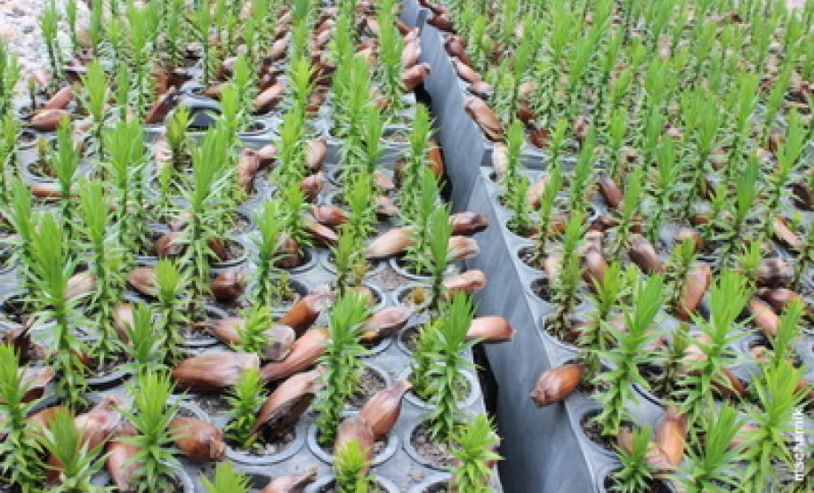 Colheita do pinhão será permitida somente a partir de 1º de abril Colheita do pinhão será permitida somente a partir de 1º de abril.Foto: Mauro Scharnik / IAP