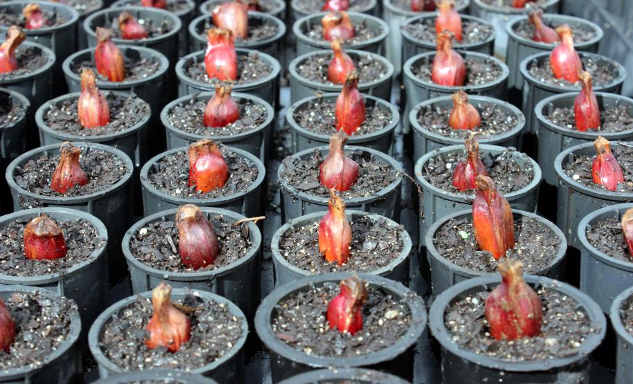 IAP vai transformar uma tonelada de pinhão em mudas de araucária