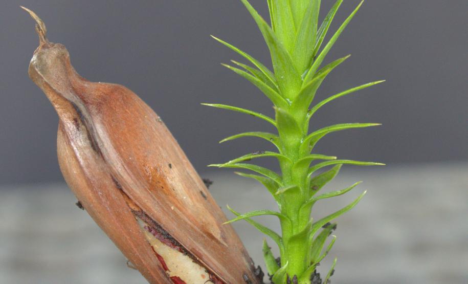 IAP vai transformar uma tonelada de pinhão em mudas de araucária