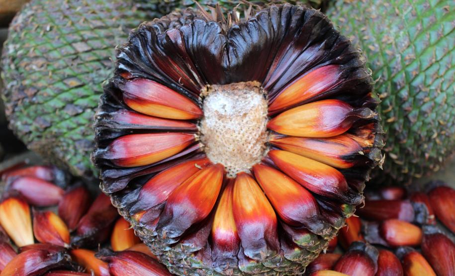 IAP vai transformar uma tonelada de pinhão em mudas de araucária