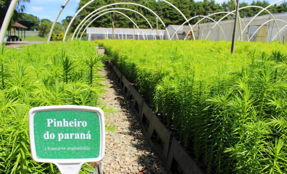 IAP vai transformar uma tonelada de pinhão em mudas de araucária