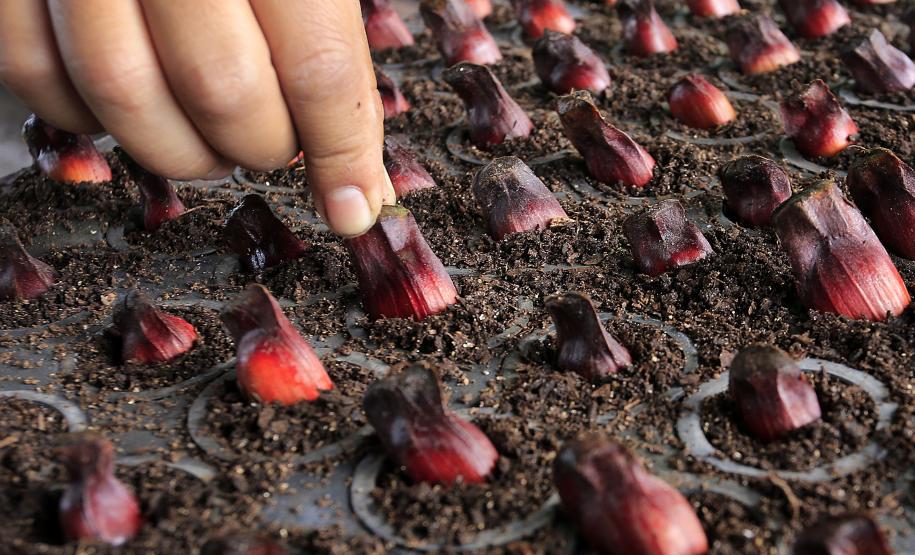 Produção de mudas nativas do IAP - Curitiba, 22-05-15.Foto: Arnaldo Alves / ANPr.