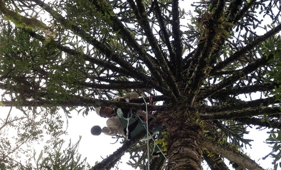 Produção de mudas nativas do IAP - Curitiba, 22-05-15.Foto: Arnaldo Alves / ANPr.