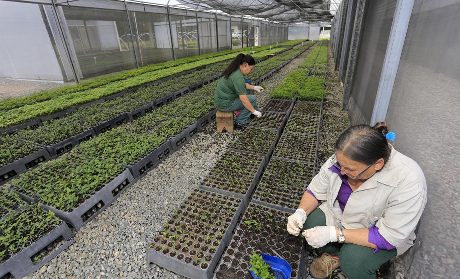 Produção de mudas nativas do IAP - Curitiba, 22-05-15.Foto: Arnaldo Alves / ANPr.