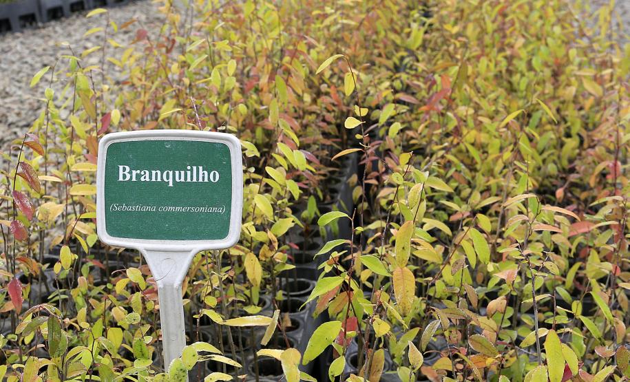 Produção de mudas nativas do IAP - Curitiba, 22-05-15.Foto: Arnaldo Alves / ANPr.