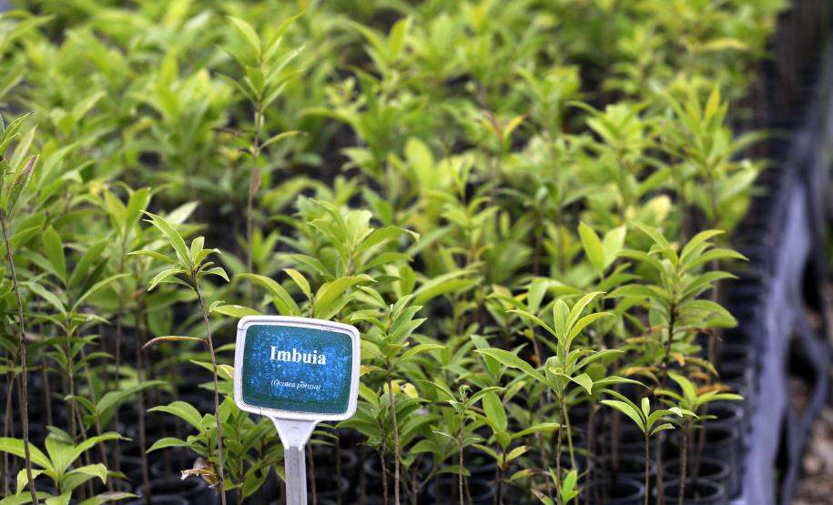 Produção de mudas nativas do IAP - Curitiba, 22-05-15.Foto: Arnaldo Alves / ANPr.