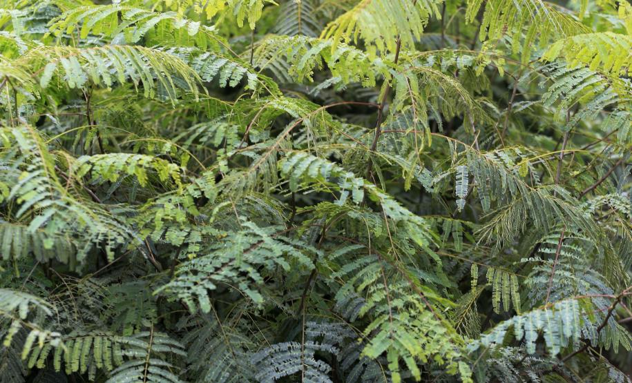 Produção de mudas nativas do IAP - Curitiba, 22-05-15.Foto: Arnaldo Alves / ANPr.