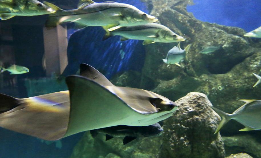 Aquario de Paranaguá.Paranaguá, 25-02-15.Foto: Arnaldo Alves / ANPr