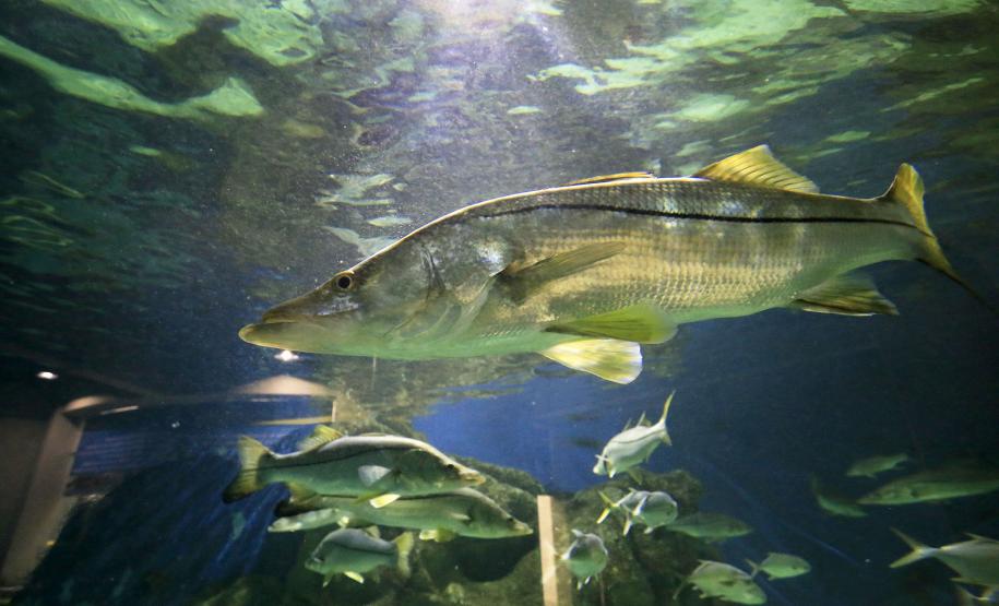 Aquario de Paranaguá.Paranaguá, 25-02-15.Foto: Arnaldo Alves / ANPr