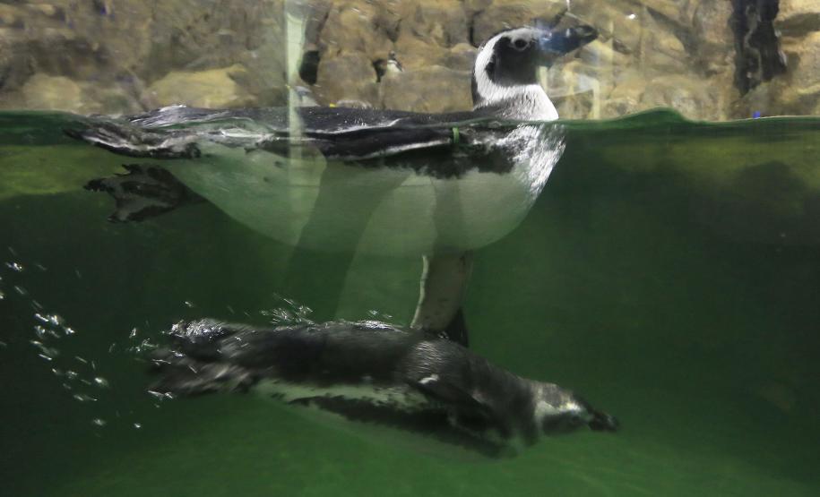 Aquario de Paranaguá.Paranaguá, 25-02-15.Foto: Arnaldo Alves / ANPr