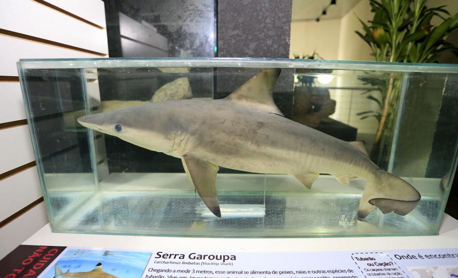 Aquario de Paranaguá.Paranaguá, 25-02-15.Foto: Arnaldo Alves / ANPr