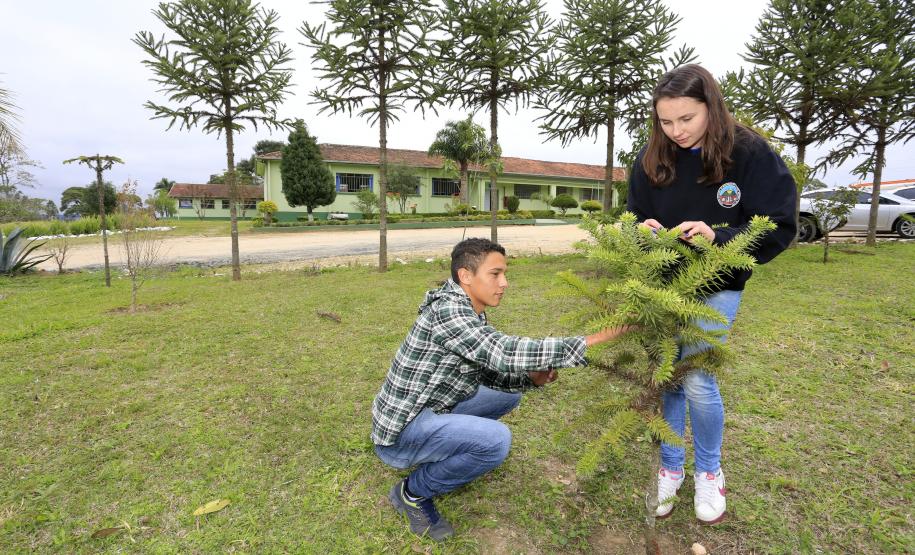 ESTRADAS COM ARAUCÁRIAS. N/F:  os alunos Diogo Claudino e Jaqueline Aparecida Portes.Lapa, 25-06-15.Foto: arnaldo Alves / ANPr.