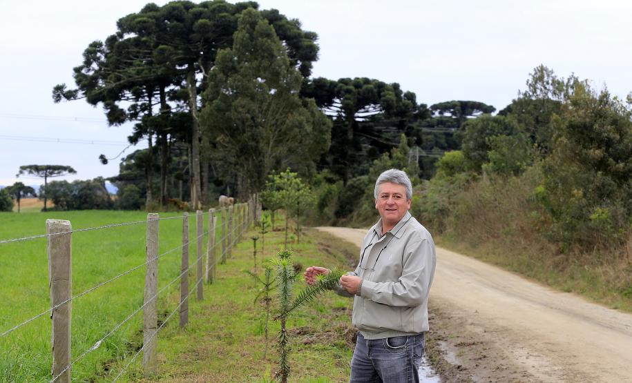 ESTRADAS COM ARAUCÁRIAS. N/F: Amauri Delponte, produtor.Lapa, 25-06-15.Foto: arnaldo Alves / ANPr.