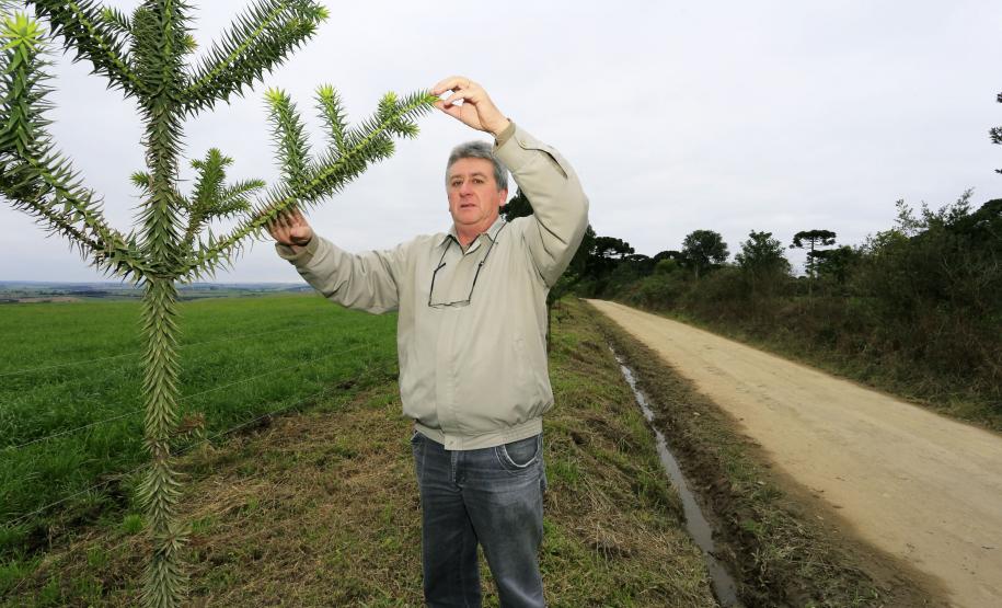 ESTRADAS COM ARAUCÁRIAS. N/F: Amauri Delponte, produtor.Lapa, 25-06-15.Foto: arnaldo Alves / ANPr.