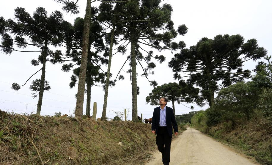 ESTRADAS COM ARAUCÁRIAS.  N/F: Edilson Batista, presquisador da Embrapa.Lapa, 25-06-15.Foto: arnaldo Alves / ANPr.