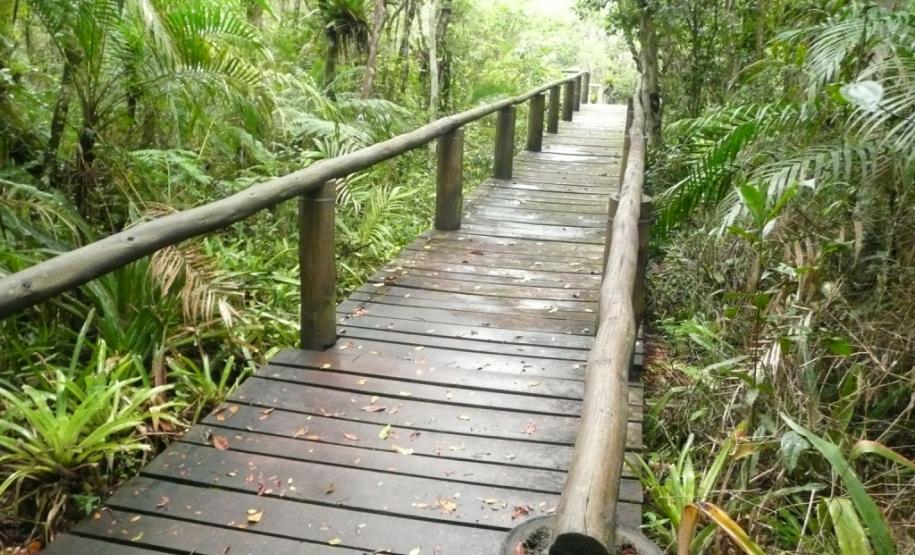 Entre os balneários Riviera e Praia Grande, em Matinhos, fica uma pequena joia do Litoral paranaense. Bem perto da praia, a 600 metros, está o Parque Estadual Rio da Onça, um local repleto de bromélias, orquídeas de rara beleza e outras espécies da vegetação típica da planície litorânea do Estado, que atraem aves, pássaros e outros diversos animais silvestres.Foto: Arnaldo Alves/ANPr