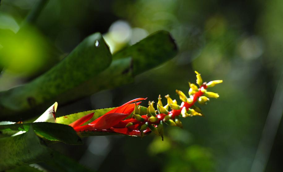 Entre os balneários Riviera e Praia Grande, em Matinhos, fica uma pequena joia do Litoral paranaense. Bem perto da praia, a 600 metros, está o Parque Estadual Rio da Onça, um local repleto de bromélias, orquídeas de rara beleza e outras espécies da vegetação típica da planície litorânea do Estado, que atraem aves, pássaros e outros diversos animais silvestres.Foto: Arnaldo Alves/ANPr