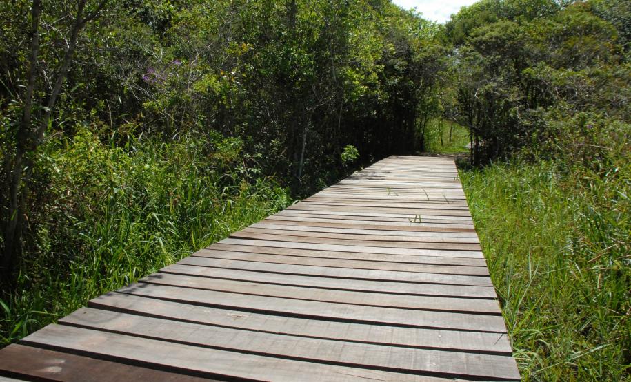 Entre os balneários Riviera e Praia Grande, em Matinhos, fica uma pequena joia do Litoral paranaense. Bem perto da praia, a 600 metros, está o Parque Estadual Rio da Onça, um local repleto de bromélias, orquídeas de rara beleza e outras espécies da vegetação típica da planície litorânea do Estado, que atraem aves, pássaros e outros diversos animais silvestres.Foto: Arnaldo Alves/ANPr