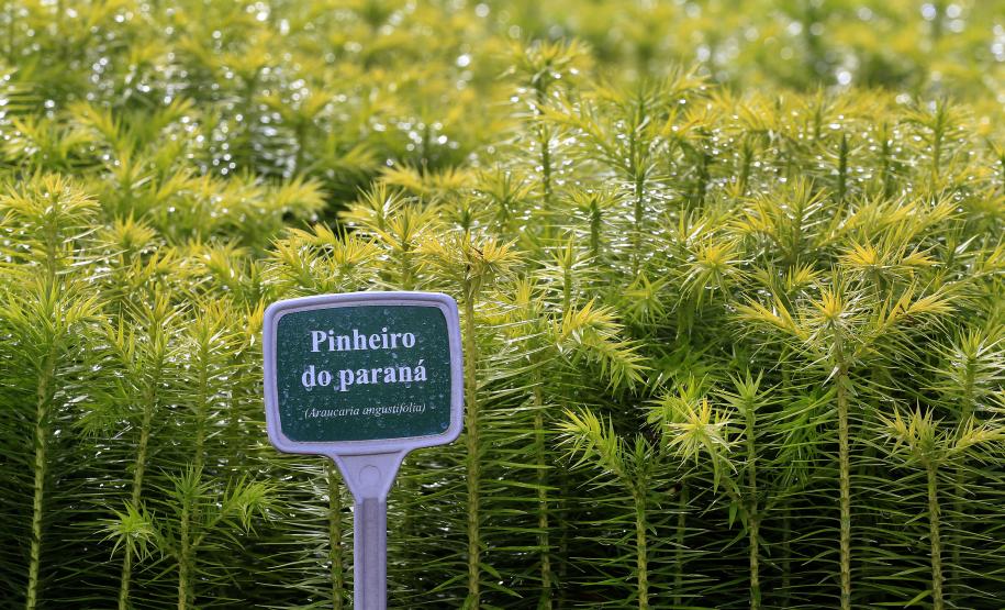 Produção de mudas nativas do IAP - Curitiba, 22-05-15.Foto: Arnaldo Alves / ANPr.