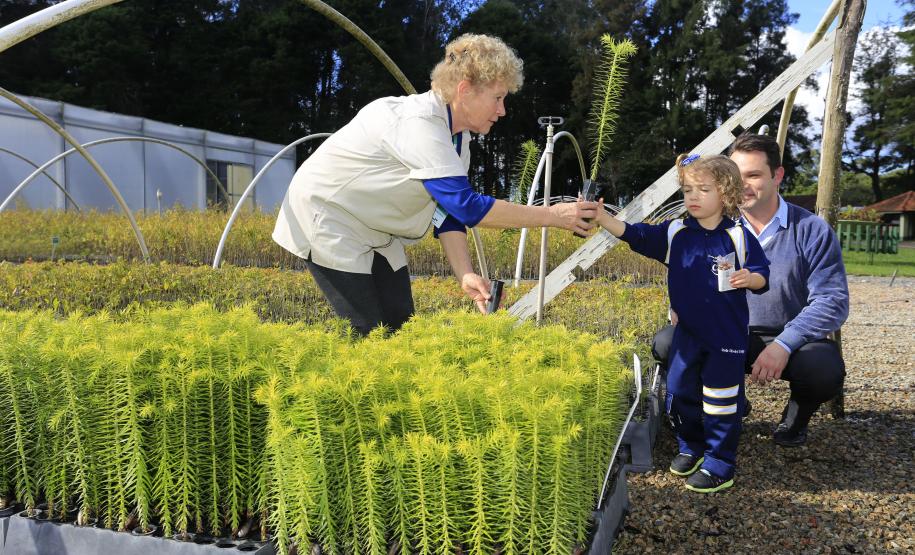 Produção de mudas nativas do IAP - O médico Rodrigo Szeliga, levou Stella, sua filha, para apanhar muda de pinheiro.Curitiba, 22-05-15.Foto: Arnaldo Alves / ANPr.
