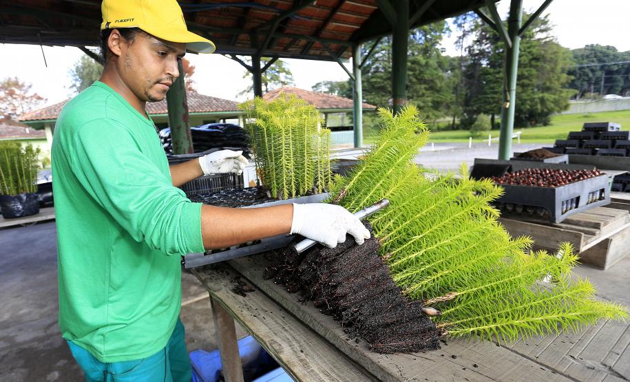 Produção de mudas nativas do IAP - Curitiba, 22-05-15.Foto: Arnaldo Alves / ANPr.