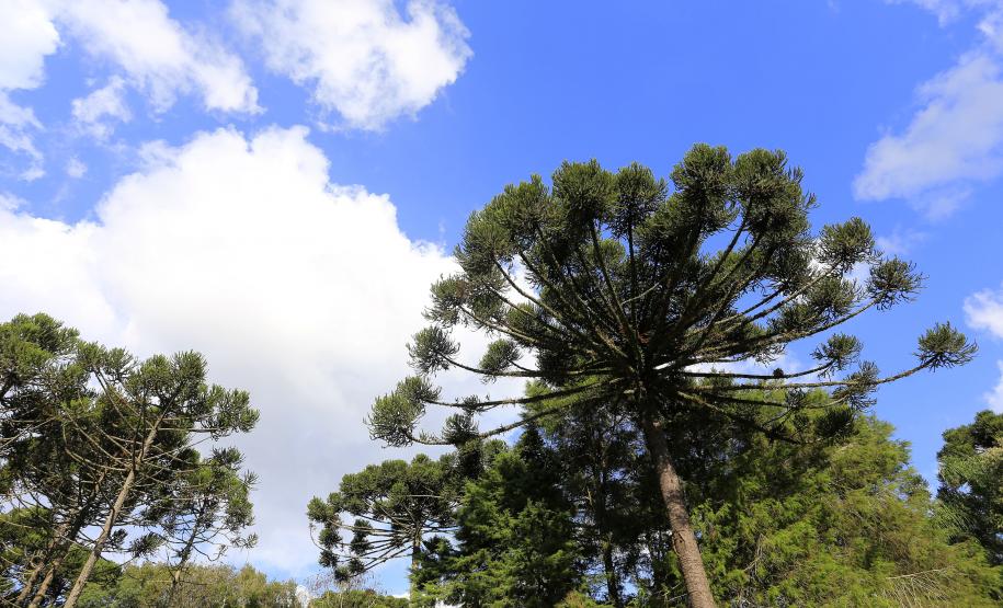 Produção de mudas nativas do IAP - Curitiba, 22-05-15.Foto: Arnaldo Alves / ANPr.