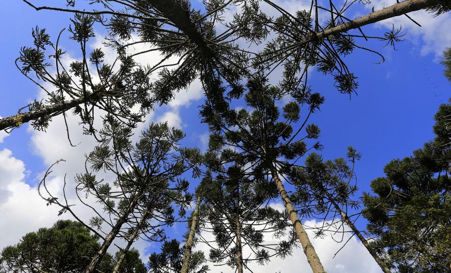 Produção de mudas nativas do IAP - Curitiba, 22-05-15.Foto: Arnaldo Alves / ANPr.