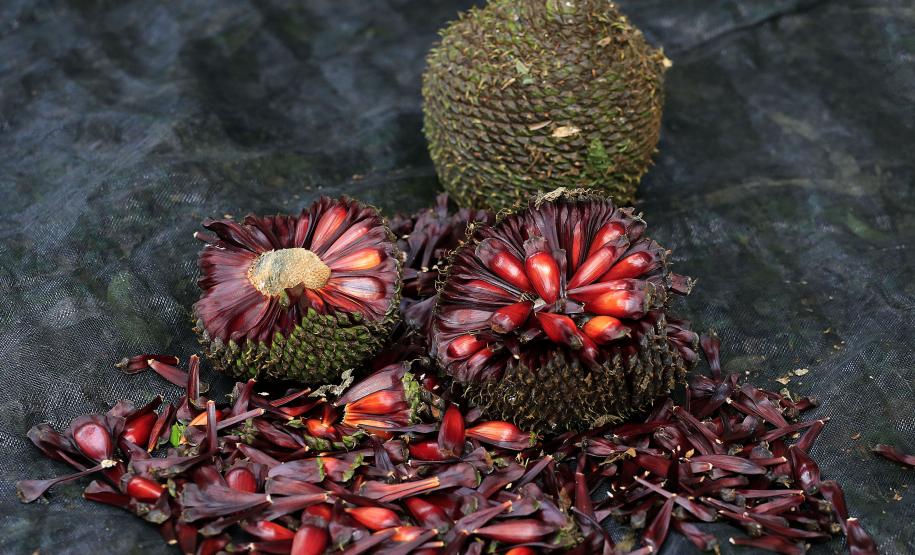 Produção de mudas nativas do IAP - Curitiba, 22-05-15.Foto: Arnaldo Alves / ANPr.