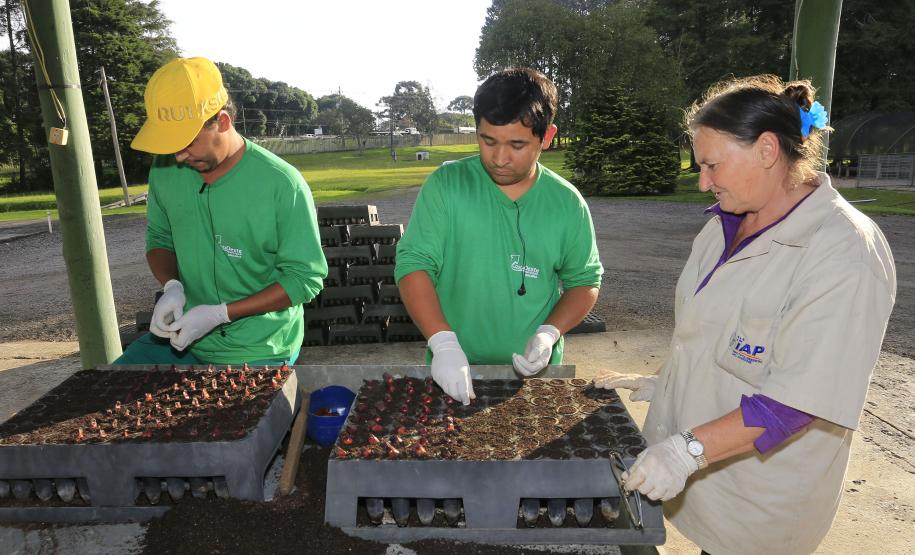 Produção de mudas nativas do IAP - Curitiba, 22-05-15.Foto: Arnaldo Alves / ANPr.
