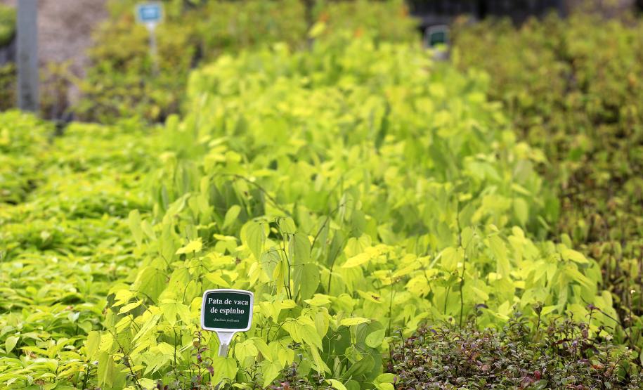 Produção de mudas nativas do IAP - Curitiba, 22-05-15.Foto: Arnaldo Alves / ANPr.