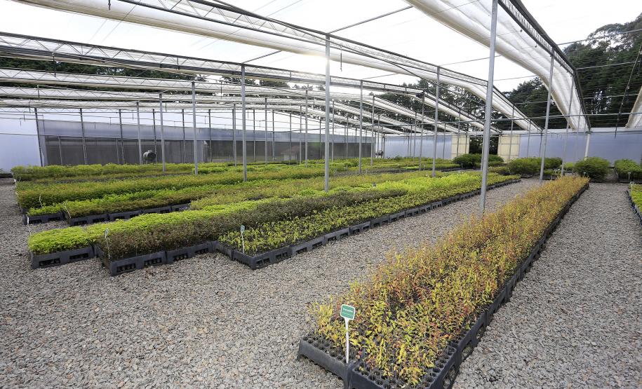 Produção de mudas nativas do IAP - Curitiba, 22-05-15.Foto: Arnaldo Alves / ANPr.