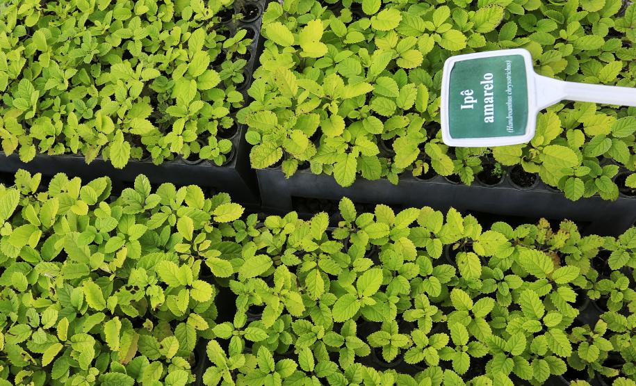 Produção de mudas nativas do IAP - Curitiba, 22-05-15.Foto: Arnaldo Alves / ANPr.