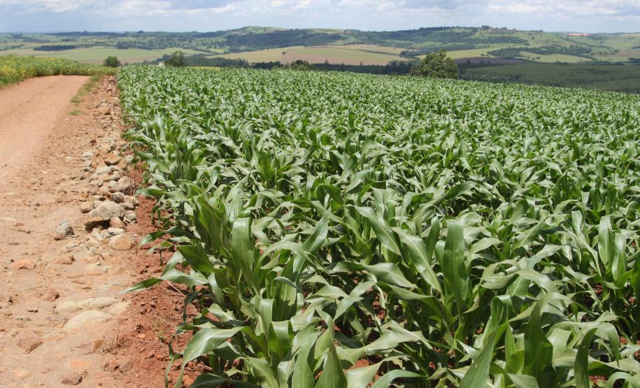 Plantação de milho safrinha, no interior de Cascavel. -  Foto Jonas Oliveira