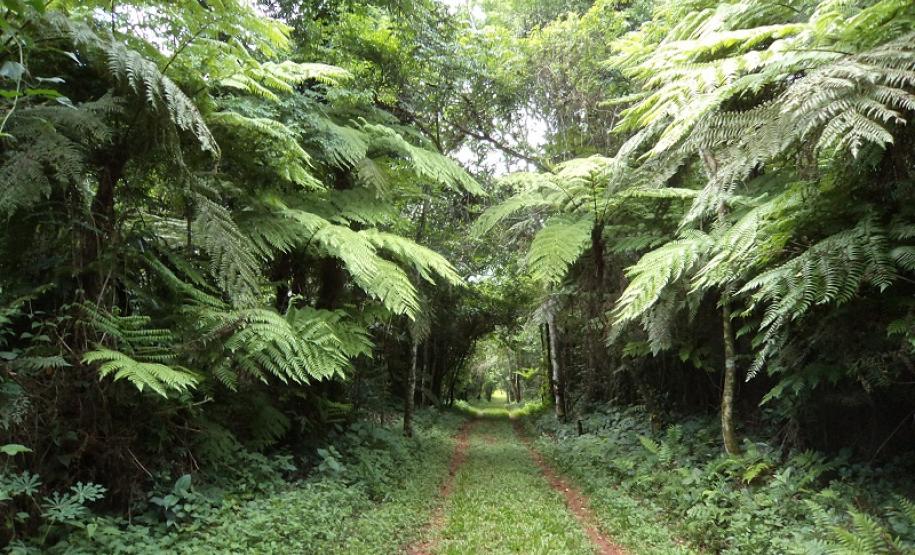 Parque Estadual Rio Guarani, em Três Barras do Paraná.Foto: Divulgação