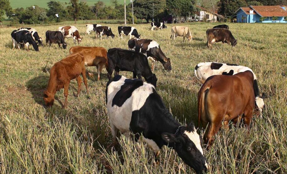 29,7% das propriedades rurais estão registradas no Cadastro Ambiental Rural