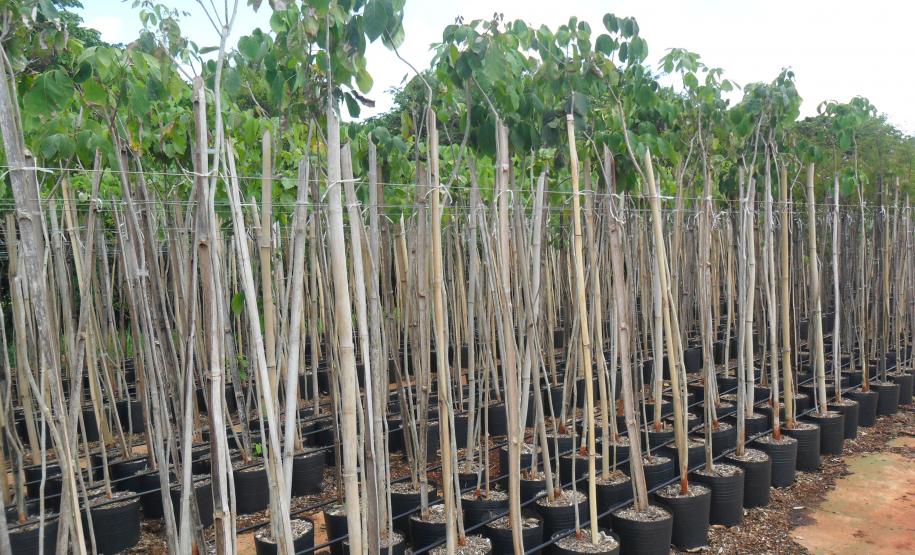 Programa da Copel melhora convivência entre árvores e redes de energia.Foto: Divulgação Copel