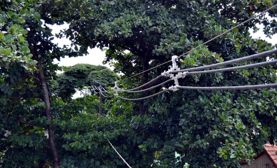 Programa da Copel melhora convivência entre árvores e redes de energia.Foto: Divulgação Copel
