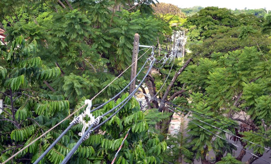 Programa da Copel melhora convivência entre árvores e redes de energia.Foto: Divulgação Copel