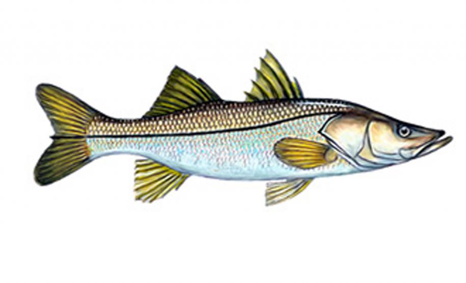 Robalo.Foto: Site Clube da Pescaria (http://www.clubedapescaria.com.br/peixe/robalo)