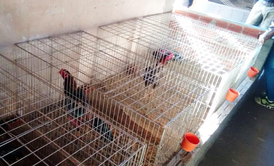 O Batalhão de Polícia Militar Ambiental (BPMA) desempenha ações voltadas para o combate aos crimes ambientais em todo o estado do Paraná. Especificamente a 2ª Companhia do batalhão, que atua na região Norte e do Norte Pioneiro, de janeiro a junho de 2016 registrou a apreensão de 23.844 mil metros de redes, 1.340 espinhéis, sete cobras e 936 aves (silvestres), além de 77 pessoas encaminhadas. Curitiba, 27/07/2016.Foto: Divulgação PMPR