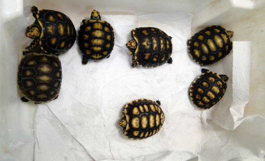 Animais silvestres apreendidos e resgatados podem ser adotados.Curitiba, 09/08/2016.Foto: Divulgação IAP