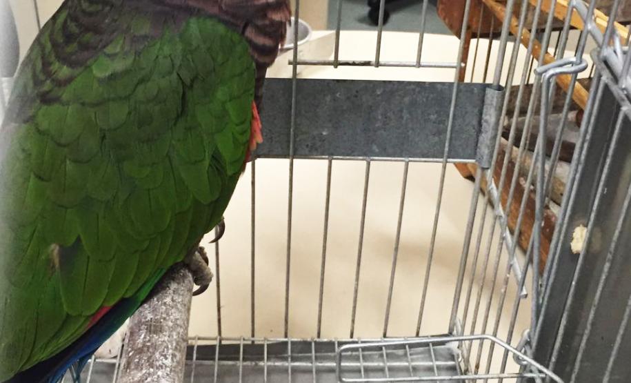 Animais silvestres apreendidos e resgatados podem ser adotados.Curitiba, 09/08/2016.Foto: Divulgação IAP