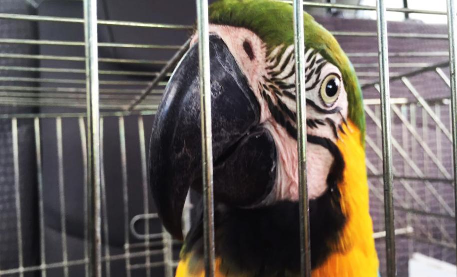 Animais silvestres apreendidos e resgatados podem ser adotados.Curitiba, 09/08/2016.Foto: Divulgação IAP