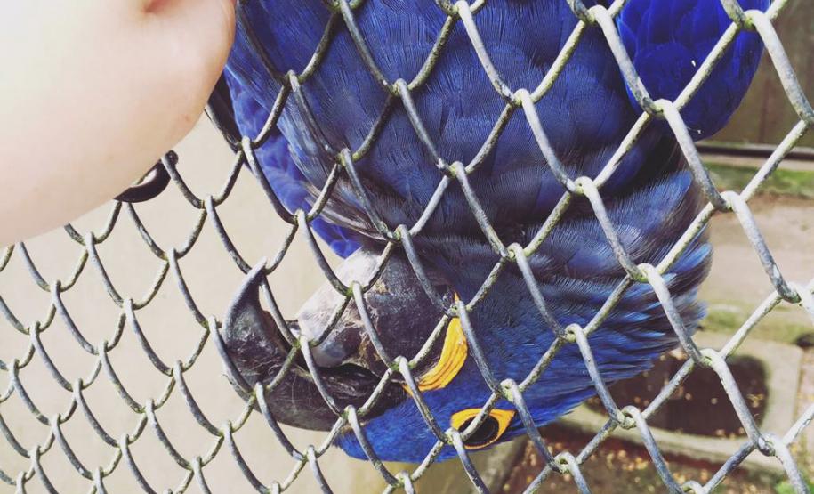 Animais silvestres apreendidos e resgatados podem ser adotados.Curitiba, 09/08/2016.Foto: Divulgação IAP