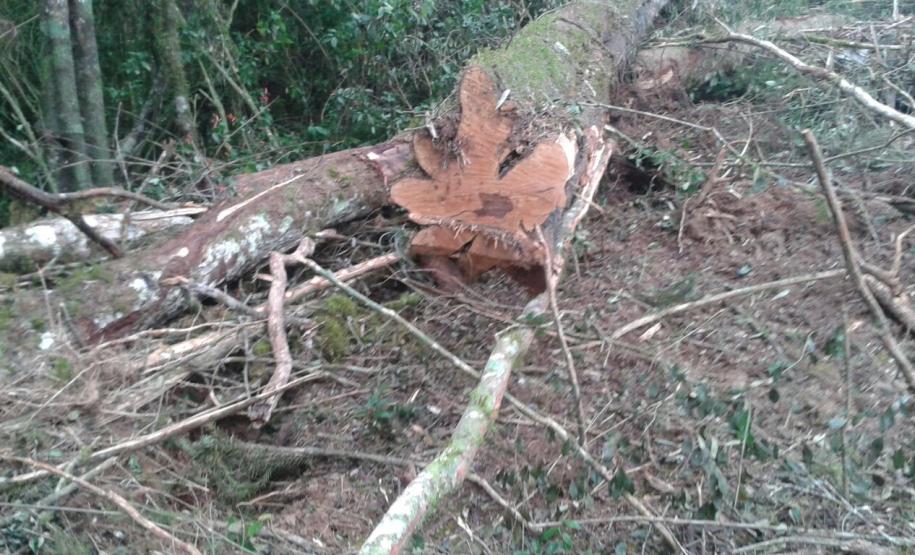 Em 2016, IAP encontrou mais de 500 campos de futebol desmatados ilegalmente.Curitiba, 10/08/2016.Foto: Divulgação IAP