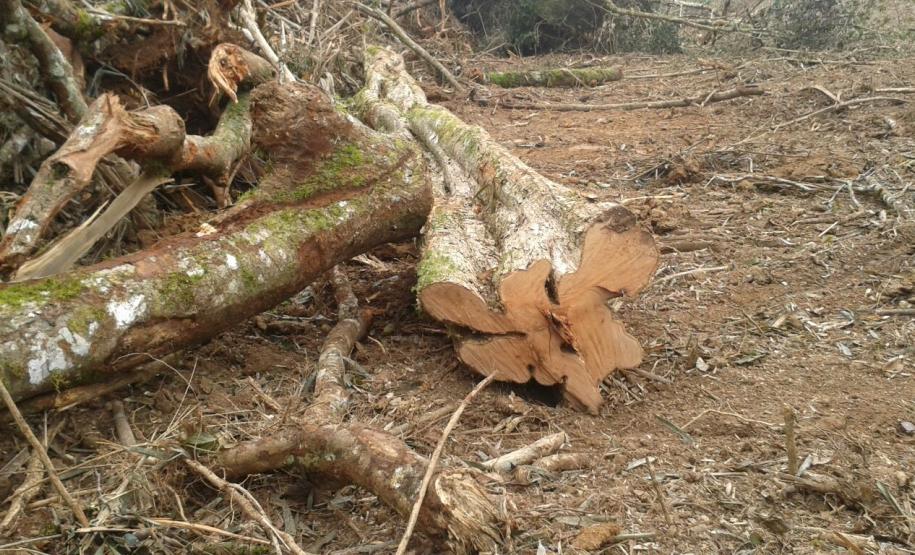 Em 2016, IAP encontrou mais de 500 campos de futebol desmatados ilegalmente.Curitiba, 10/08/2016.Foto: Divulgação IAP