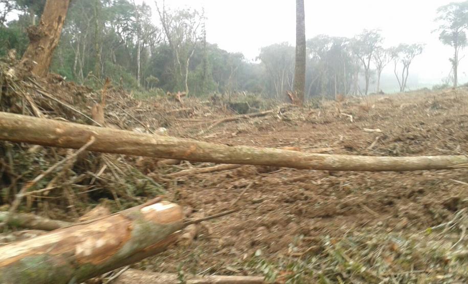 Em 2016, IAP encontrou mais de 500 campos de futebol desmatados ilegalmente.Curitiba, 10/08/2016.Foto: Divulgação IAP