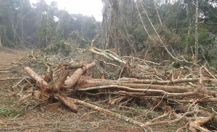 Em 2016, IAP encontrou mais de 500 campos de futebol desmatados ilegalmente.Curitiba, 10/08/2016.Foto: Divulgação IAP